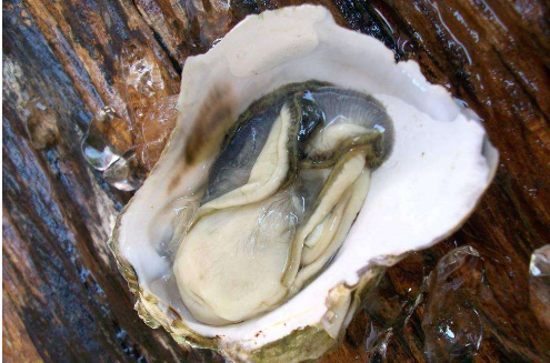 牡蛎的吃法.png