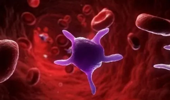 干细胞对血液循环系统的作用.png