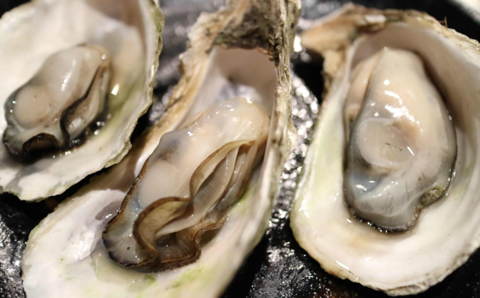 牡蛎肽补肾能治疗痛风吗？