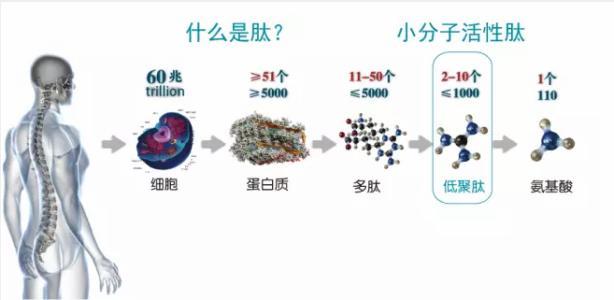 小分子肽活性肽.jpg