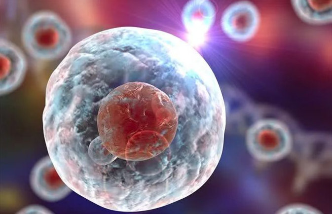 什么是干细胞疗法？从新冠肺炎看干细胞疗法的作用