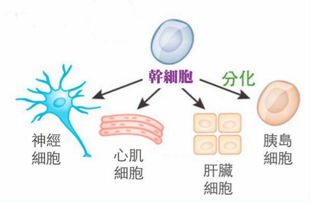干细胞与在生能力.png