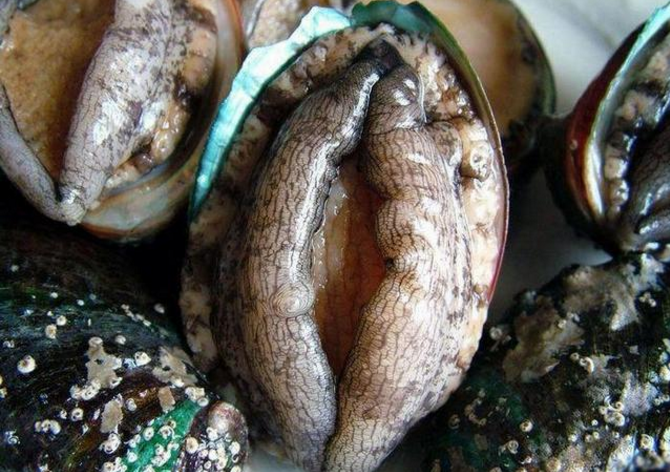 牡蛎肽的功能与作用保护肝脏与降血糖
