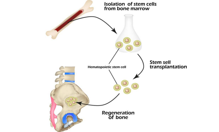 骨髓干细胞分化骨骼细胞.png