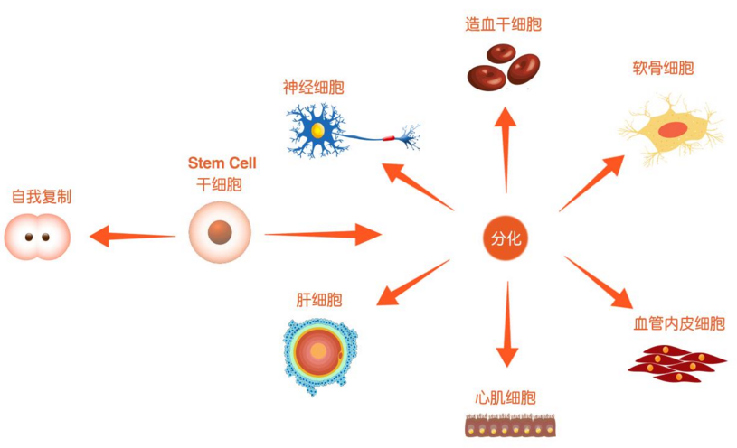 干细胞有哪些作用.png