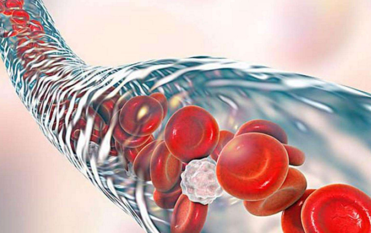 肽对血管的作用.png