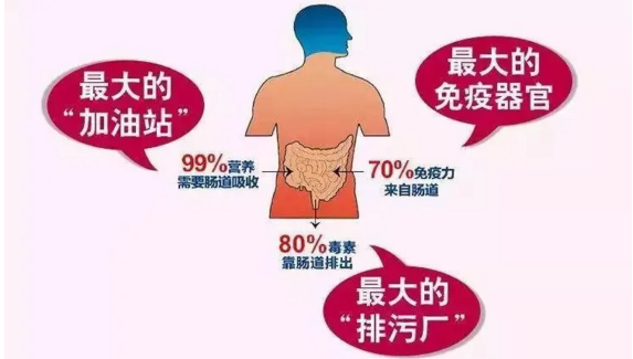 肠胃健康与免疫力.png