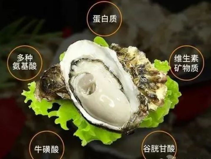 牡蛎的养生功效.png