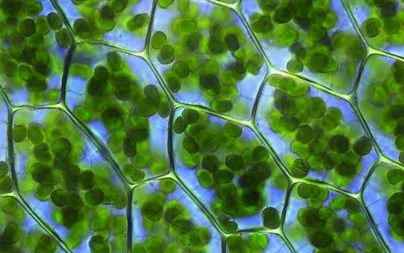 天亿福植物干细胞适合哪些人?天亿福植物干细胞价格
