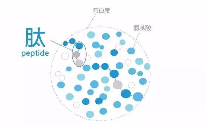 肽营养.jpeg 肽营养.jpeg