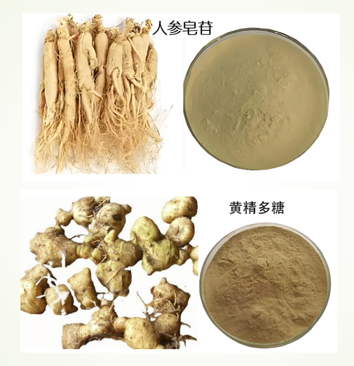 人参皂苷黄精多糖.png 人参皂苷黄精多糖.png