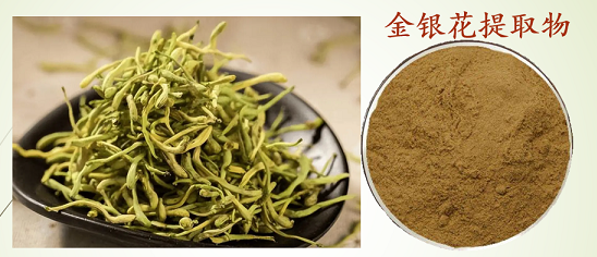 金银花提取物绿原酸.png