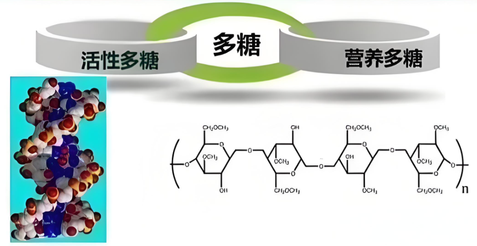 活性多糖.png