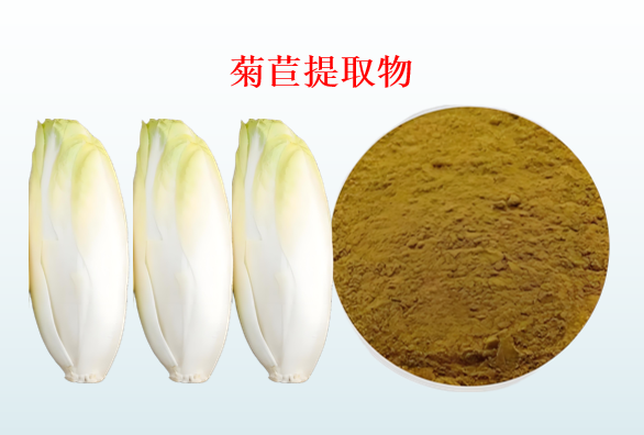 菊苣提取物.png