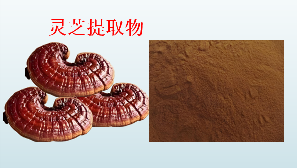 灵芝提取物.png 灵芝提取物.png